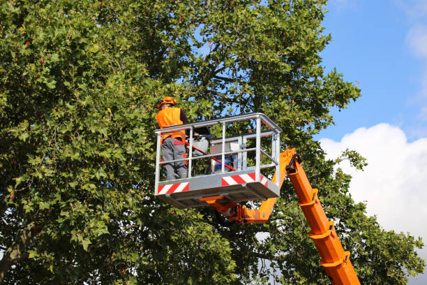 How Our Tree Care Process Works  in  Trappe, MD